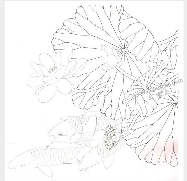 工筆畫《荷花鯉魚》畫法步驟圖示01