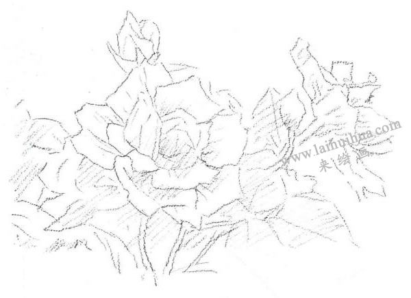 月季花水彩畫法步驟圖示01