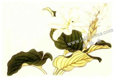 玉簪花的工筆畫法步驟02