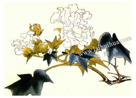 木芙蓉的工筆畫法步驟圖示02