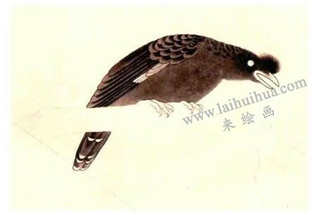 八哥的工筆畫法步驟圖示03