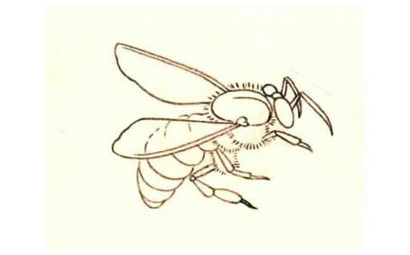 蜜蜂的工筆具體畫法步驟圖示01