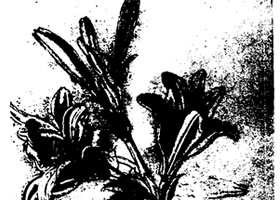 達(dá)芬奇《百合花》素描作品賞析
