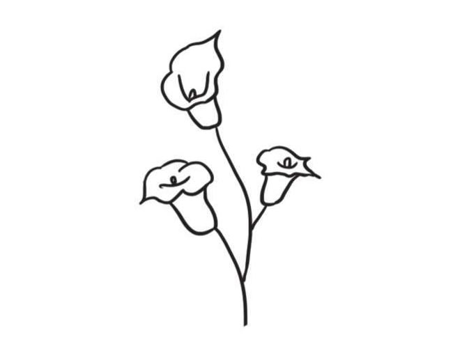 馬蹄蓮簡(jiǎn)筆畫創(chuàng)作步驟圖示04