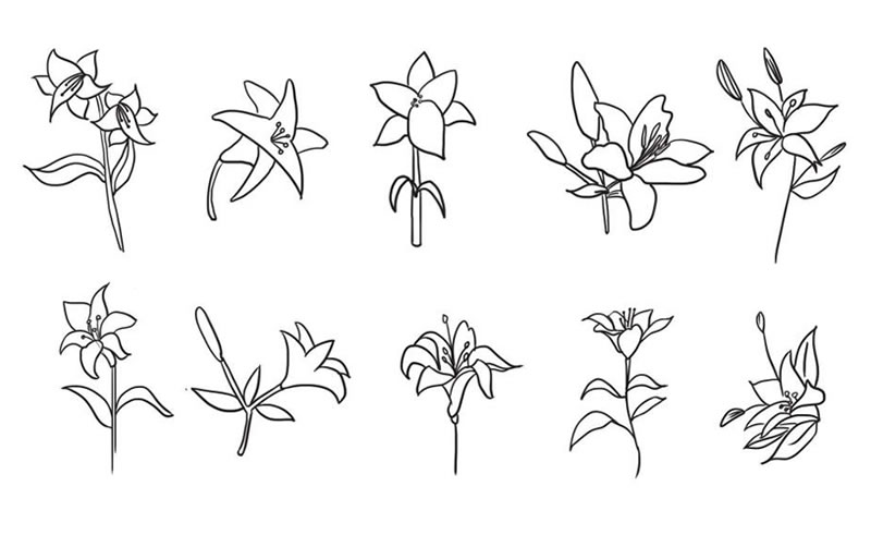 百合花簡(jiǎn)筆畫(huà)集合