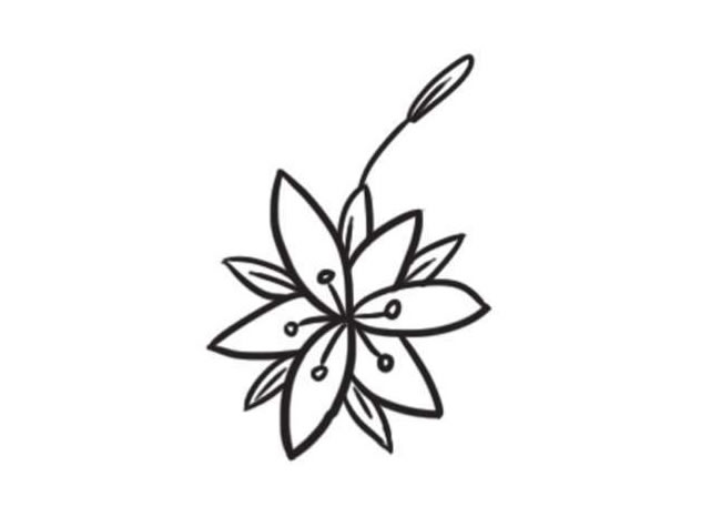 百合花簡(jiǎn)筆畫(huà)創(chuàng)作步驟圖示05