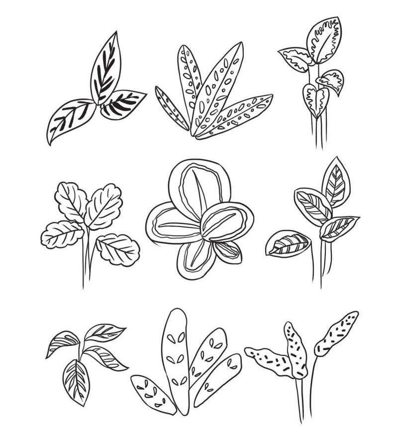 竹芋簡(jiǎn)筆畫集合