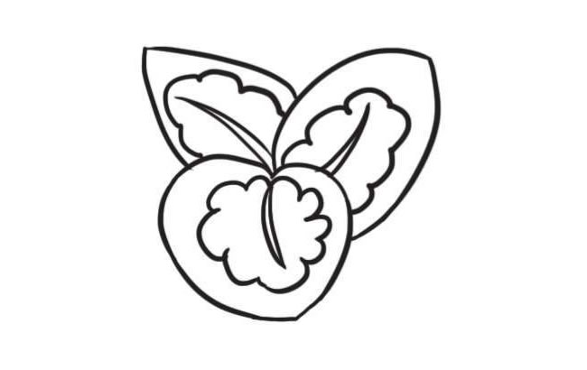 竹芋簡(jiǎn)筆畫創(chuàng)作步驟圖示03