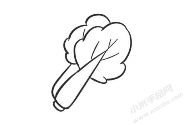 大白菜簡筆畫創(chuàng)作步驟圖示04