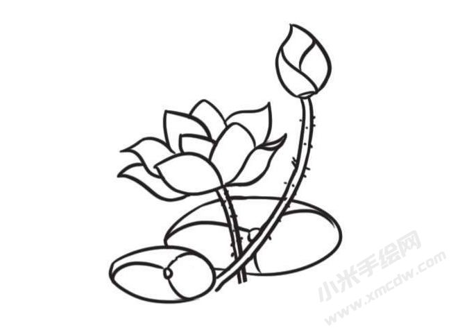 荷花簡筆畫創(chuàng)作步驟圖示04