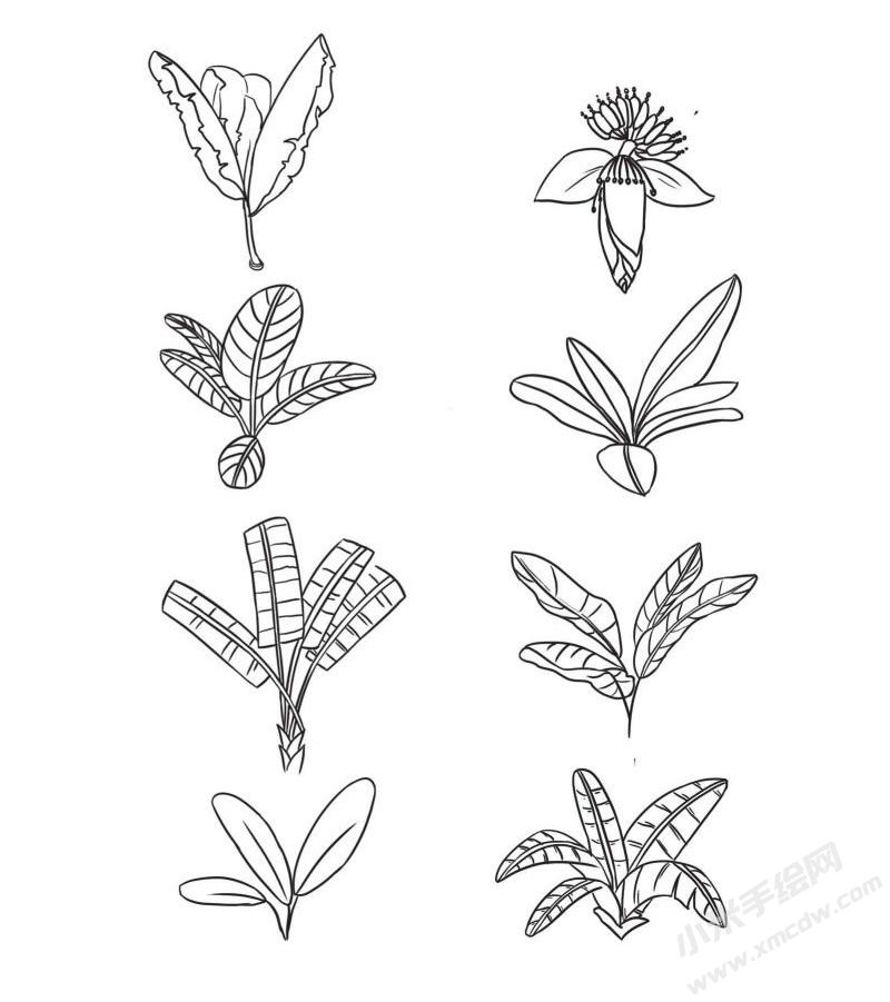 芭蕉樹(shù)簡(jiǎn)筆畫圖片