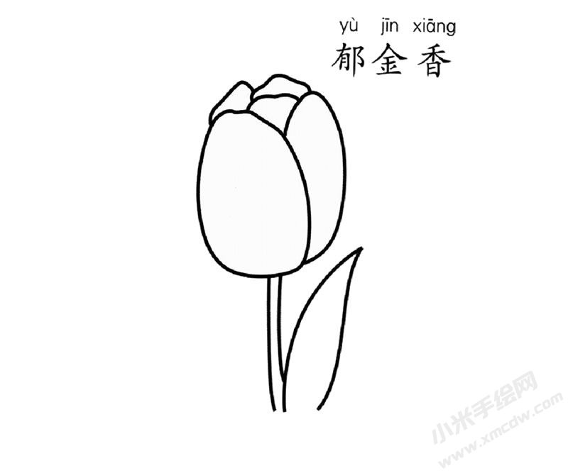 郁金香簡筆畫圖片