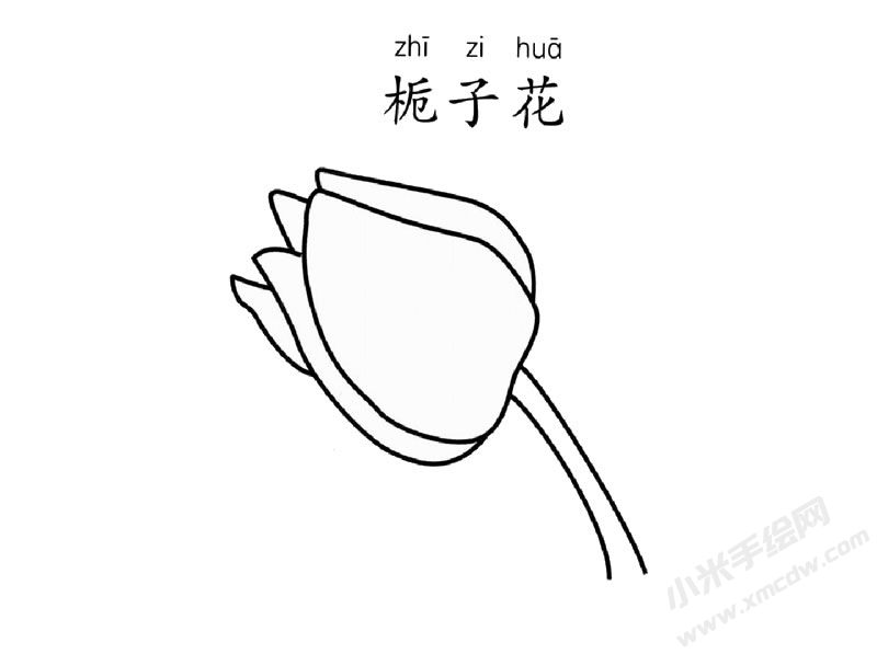 梔子花簡筆畫圖片
