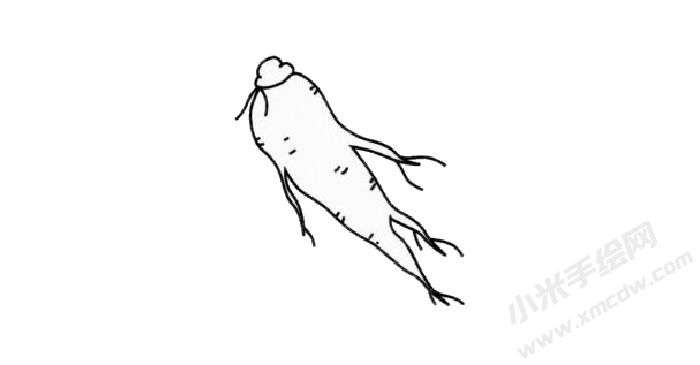 人參簡筆畫創(chuàng)作步驟03.jpg