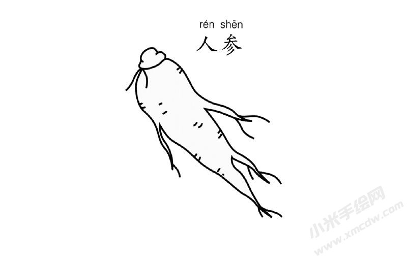 人參簡筆畫圖片