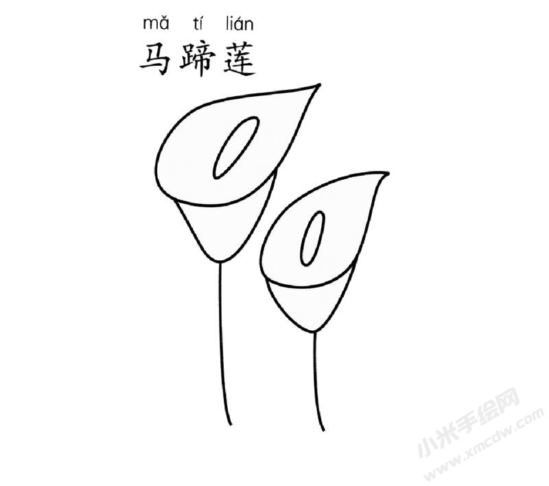 馬蹄蓮兒童簡筆畫圖片