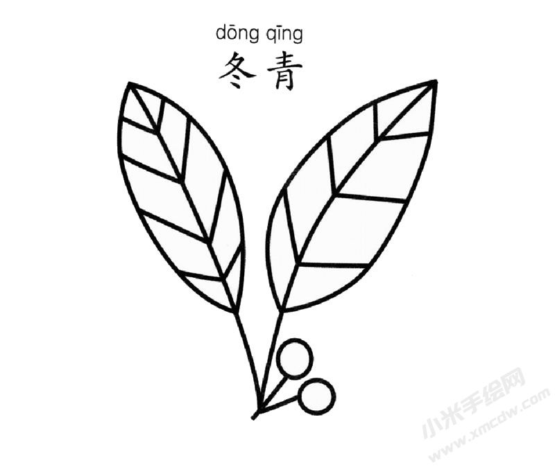 冬青簡(jiǎn)筆畫圖片