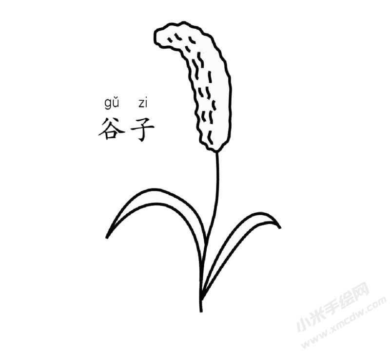 谷子簡筆畫圖片