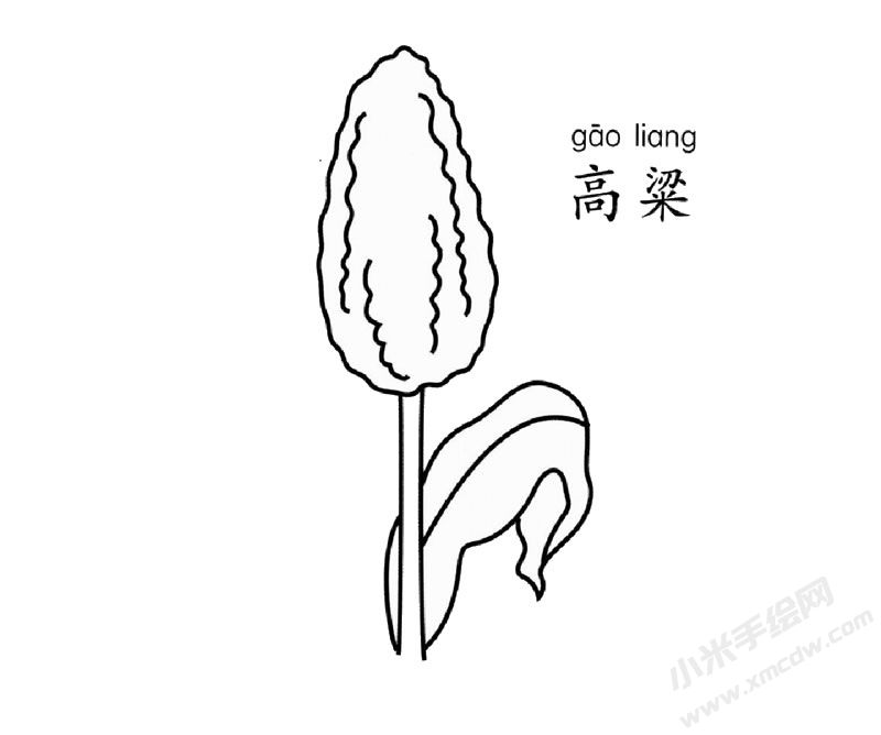 高粱簡筆畫圖片