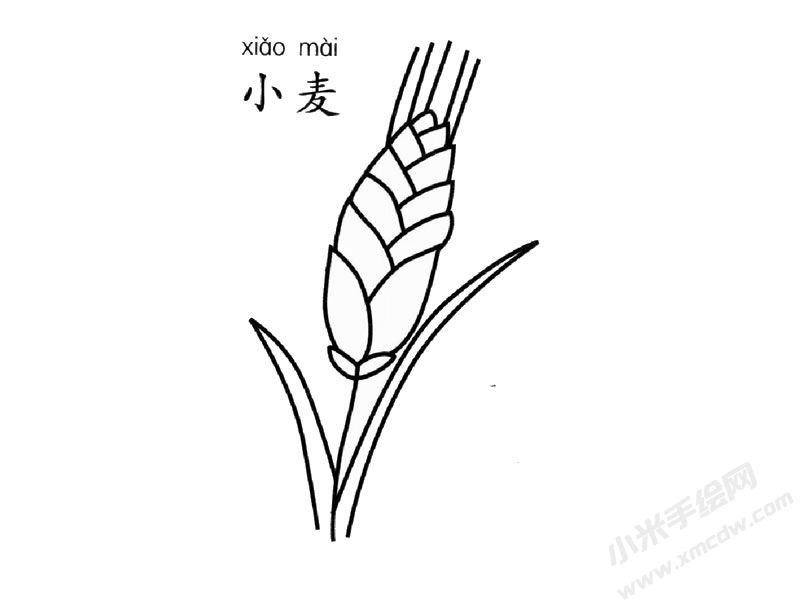 小麥簡(jiǎn)筆畫(huà)圖片