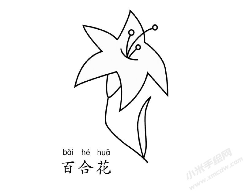 百合花簡(jiǎn)筆畫(huà)圖片
