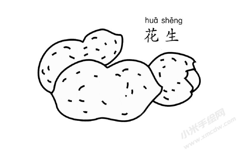 花生簡筆畫圖片