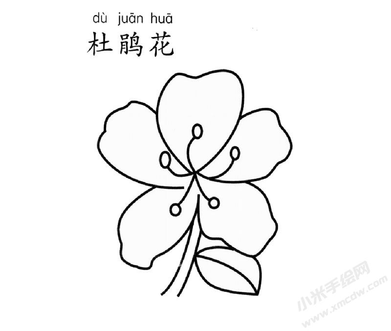 杜鵑花簡(jiǎn)筆畫圖片