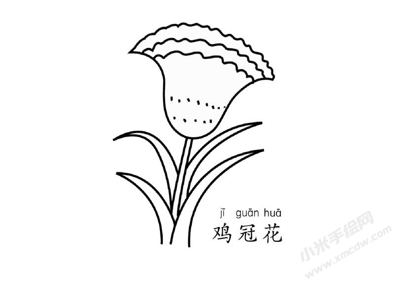 雞冠花簡筆畫圖片