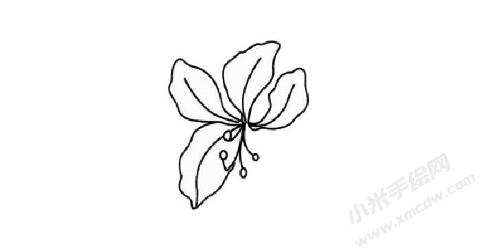 紫荊花簡筆畫創(chuàng)作步驟02.jpg