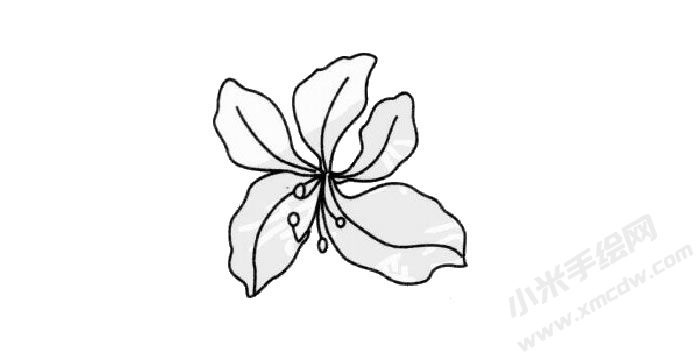 紫荊花簡筆畫創(chuàng)作步驟03.jpg
