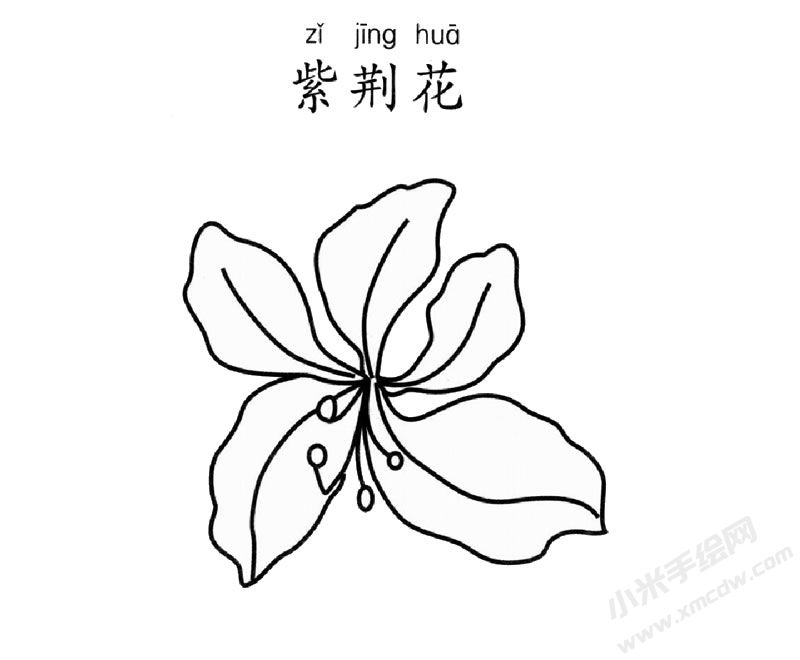 紫荊花簡筆畫圖片