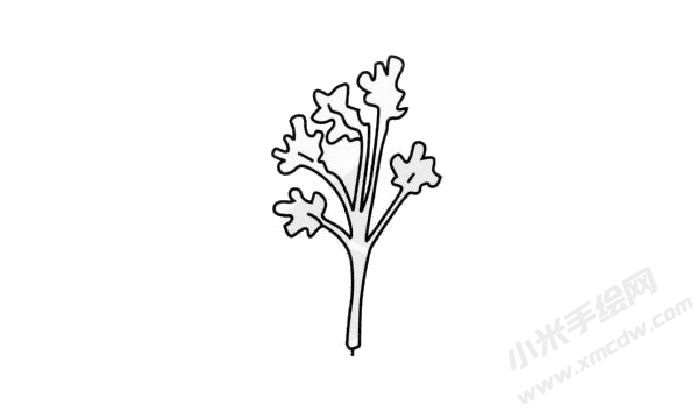香菜簡(jiǎn)筆畫步驟03.jpg