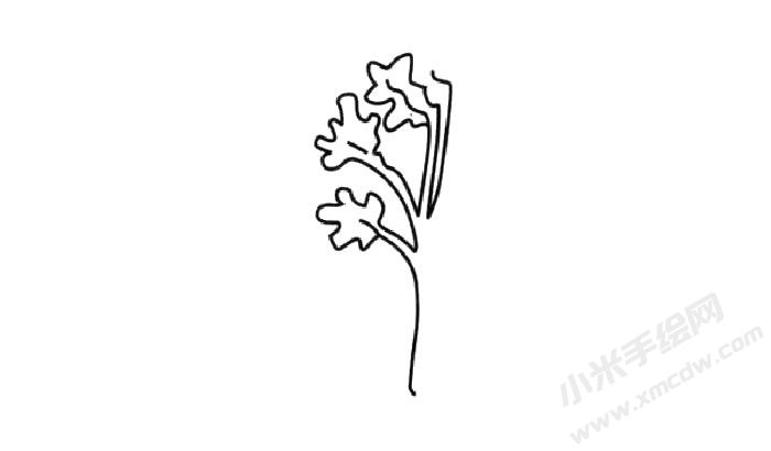香菜簡(jiǎn)筆畫步驟02.jpg