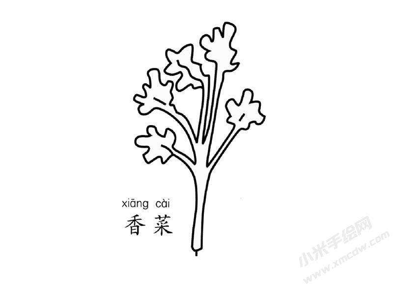 香菜簡(jiǎn)筆畫圖片