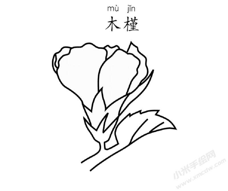 木槿花簡筆畫圖片