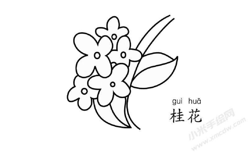 桂花簡筆畫圖片