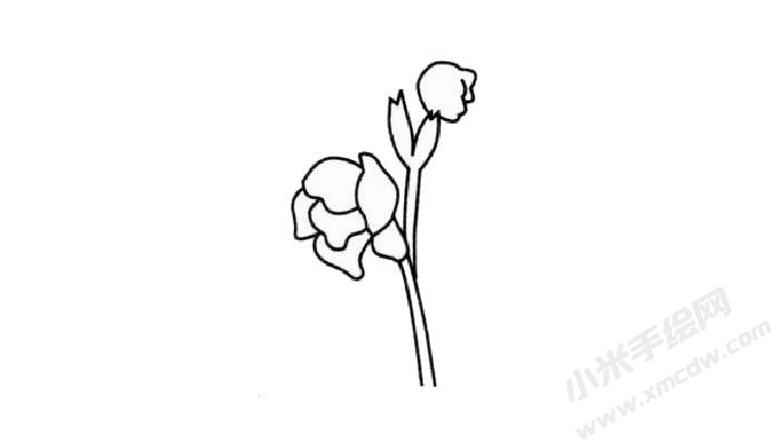 菖蒲簡筆畫創(chuàng)作步驟02.jpg