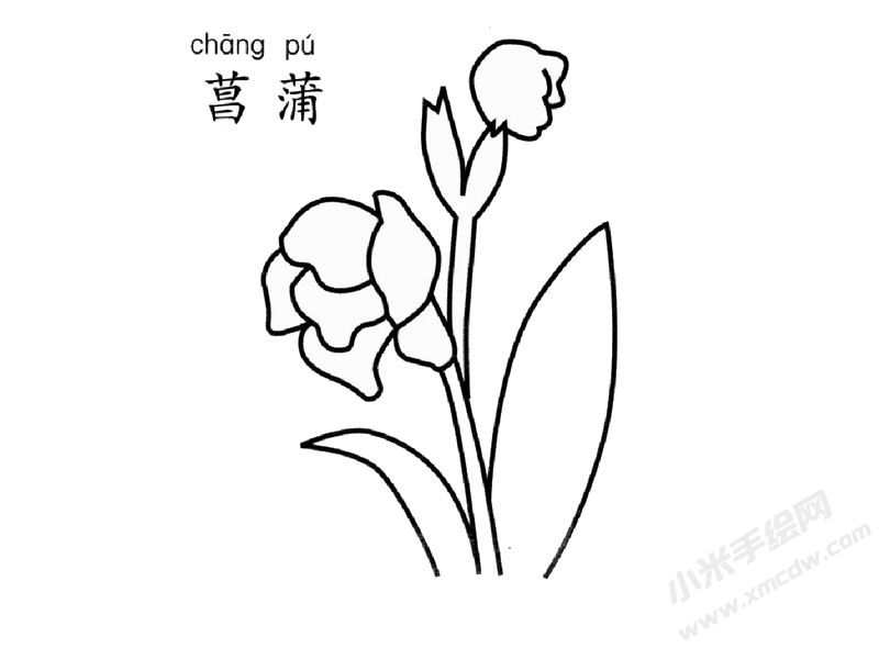 菖蒲簡筆畫圖片