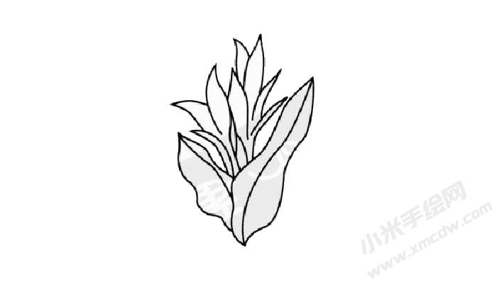 美人蕉簡(jiǎn)筆畫創(chuàng)作步驟03.jpg