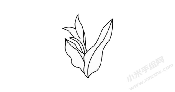 美人蕉簡(jiǎn)筆畫創(chuàng)作步驟02.jpg