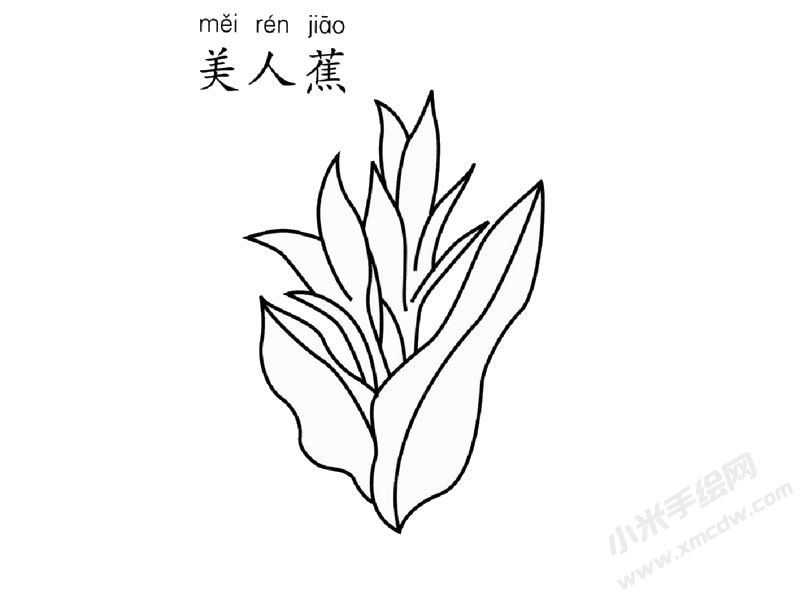 美人蕉簡(jiǎn)筆畫圖片