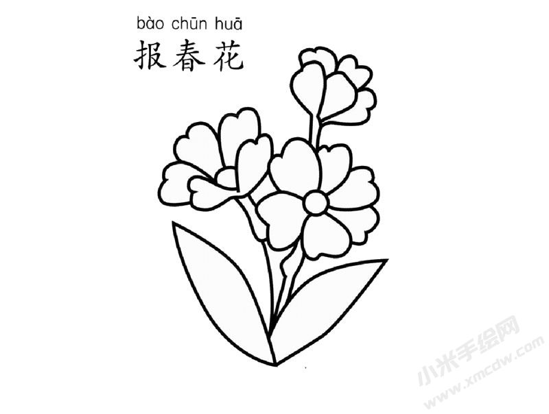 報(bào)春花簡筆畫圖片
