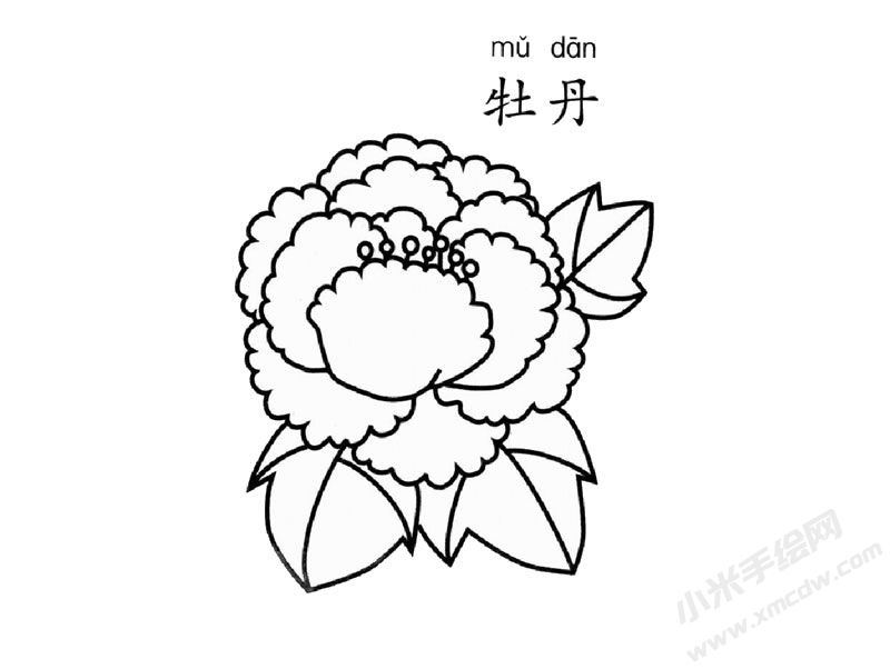 牡丹花簡筆畫圖片