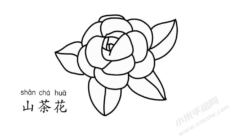 山茶花簡筆畫圖片