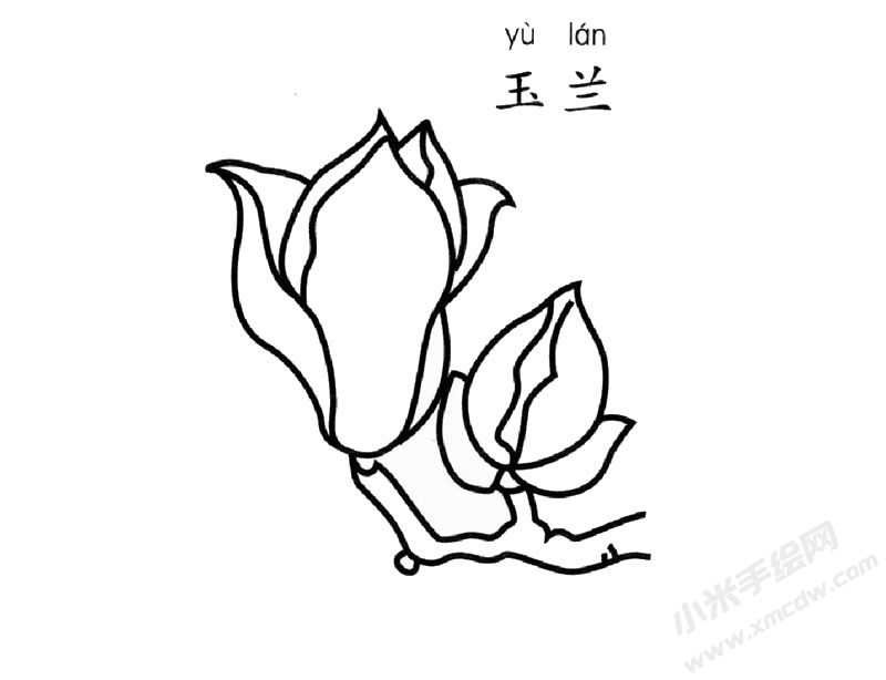 玉蘭花簡(jiǎn)筆畫圖片
