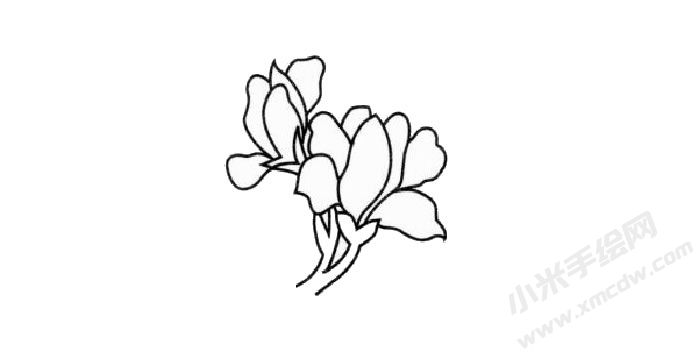 蘭花簡(jiǎn)筆畫創(chuàng)作步驟03.jpg