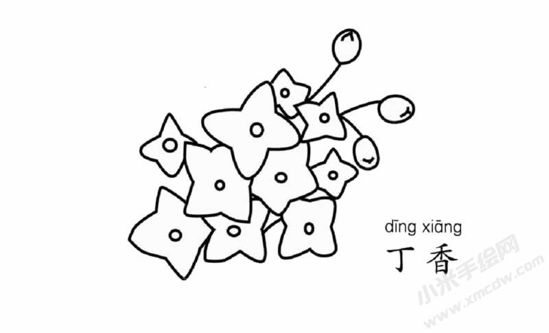 丁香花簡筆畫圖片