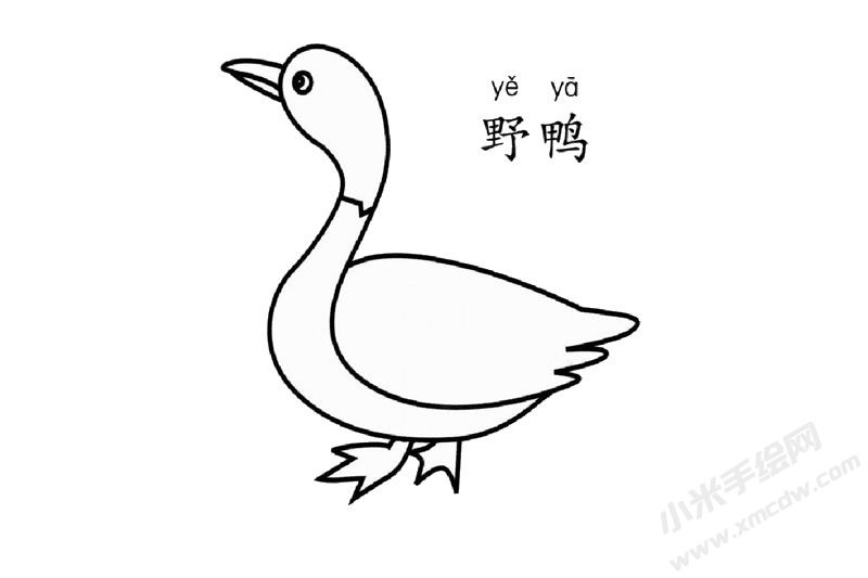 野鴨簡筆畫圖片