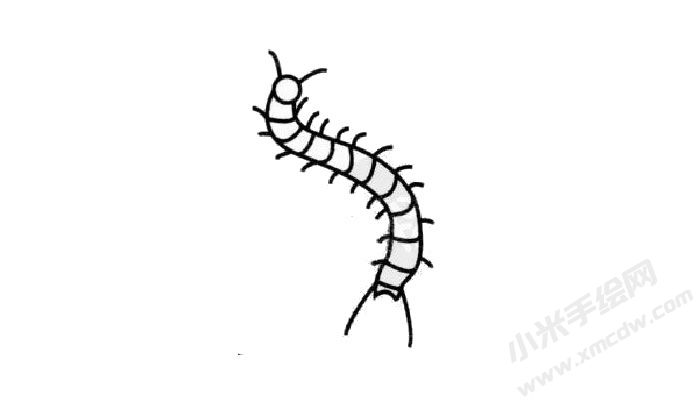 蜈蚣簡(jiǎn)筆畫繪制步驟03.jpg