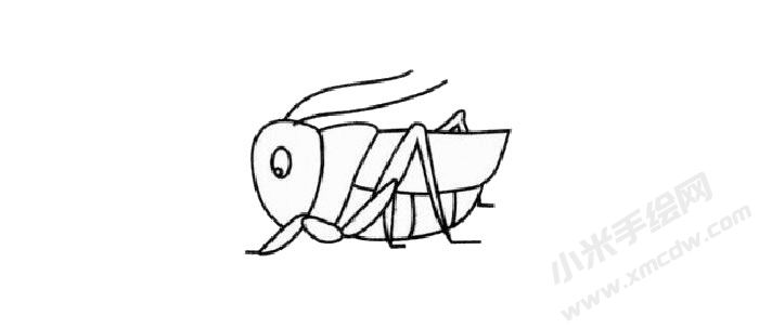 蟈蟈兒簡(jiǎn)筆畫繪制步驟03.jpg